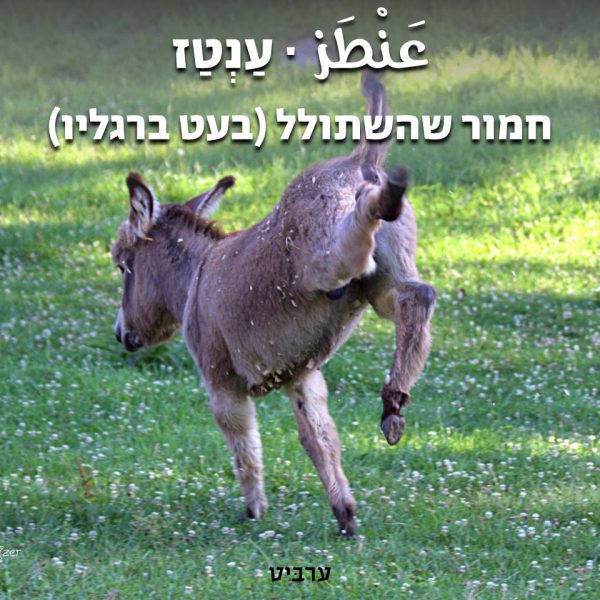 חמור שהשתולל, ענטז