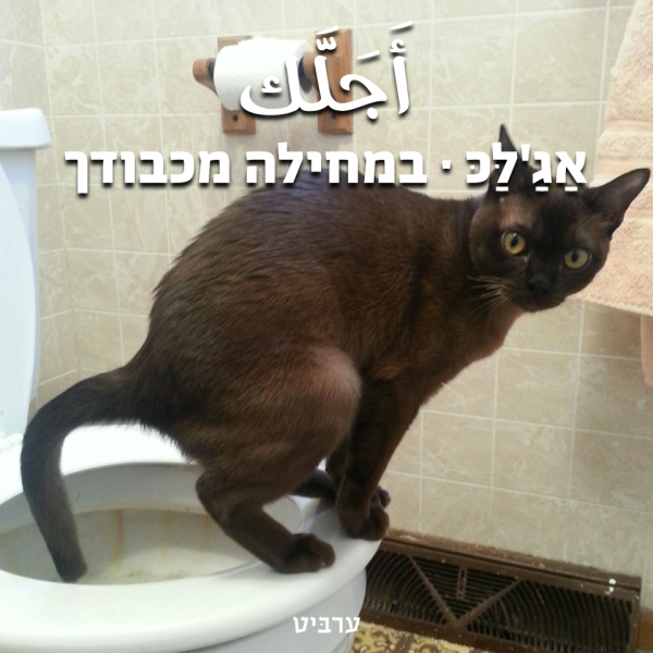 במחילה מכבודך