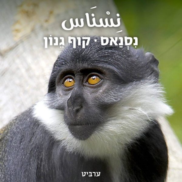 קוף גנון