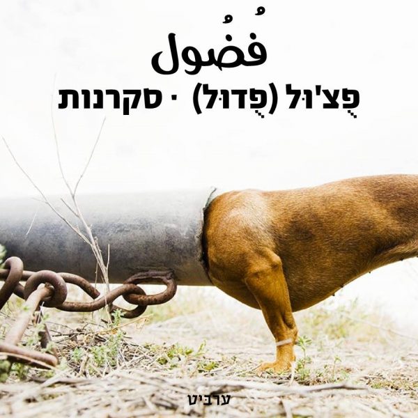 סקרנות