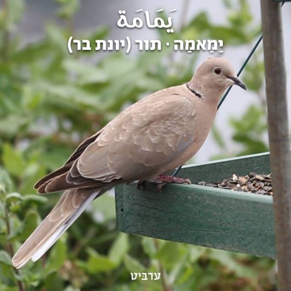 תור (יונת בר)