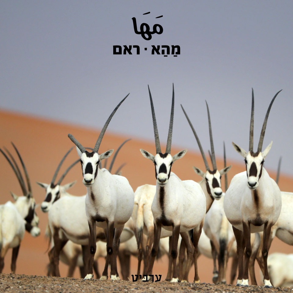 ראם - ערביט