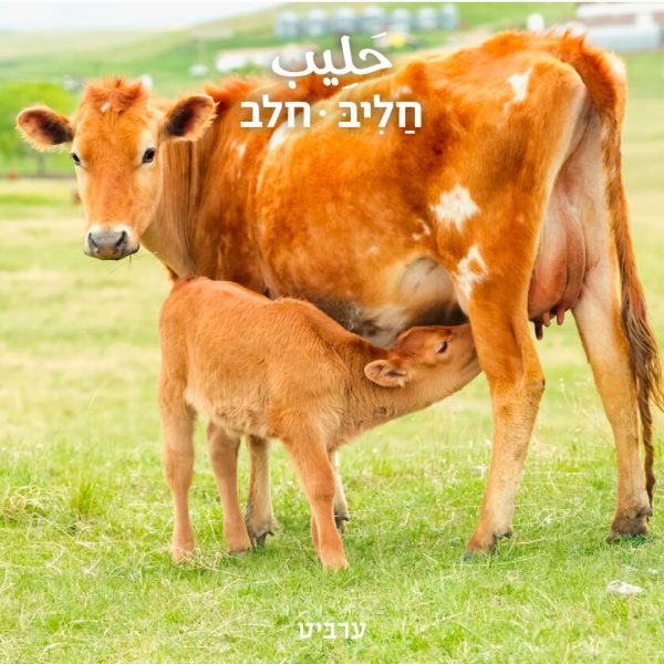 חלב