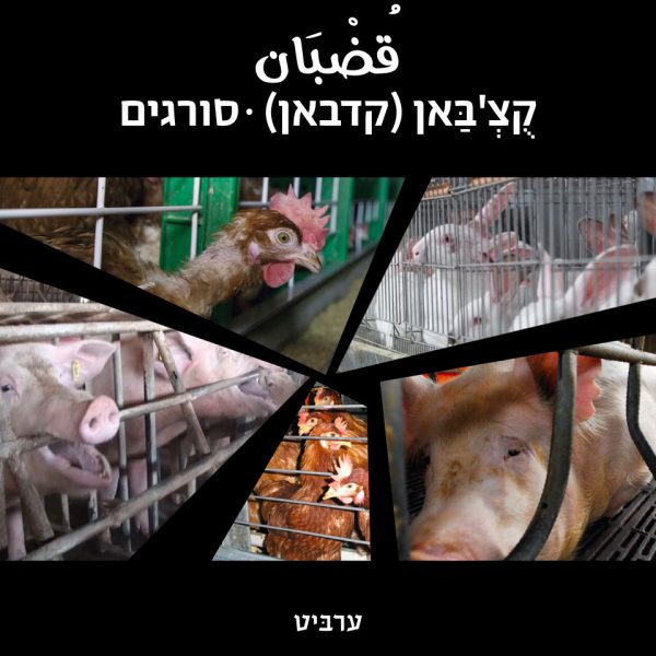 סורגים