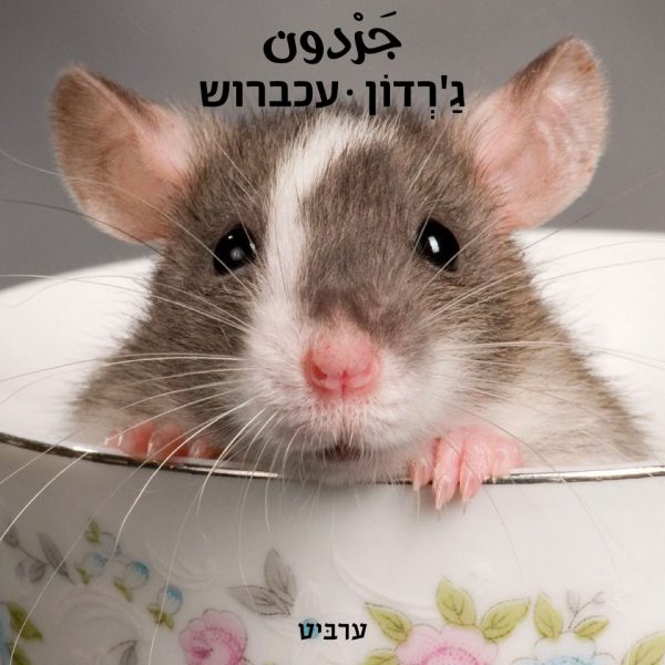 עכברוש