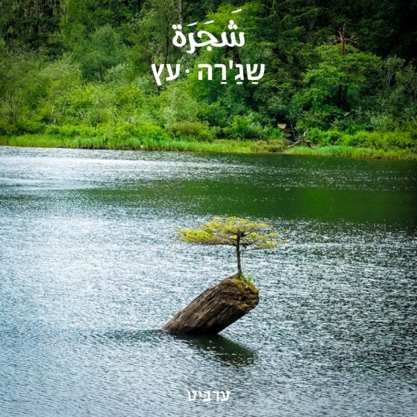 עץ