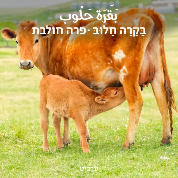 פרה חולבת