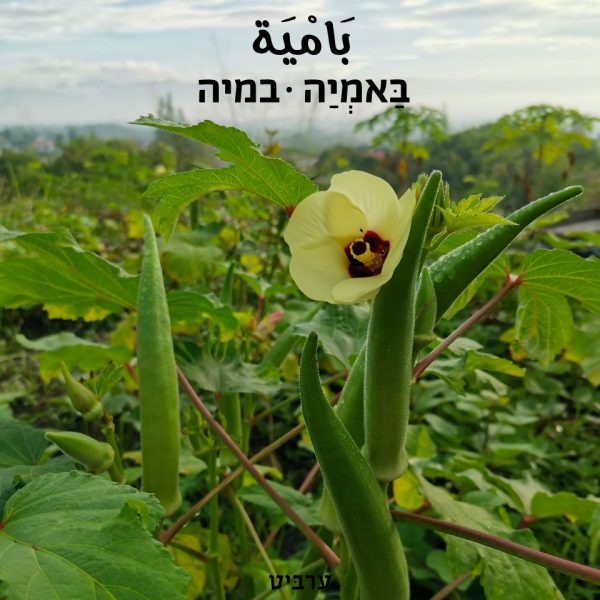 במיה