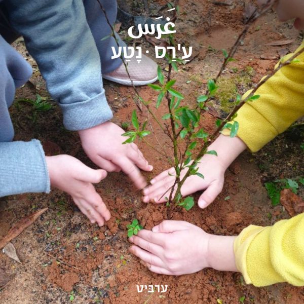 נטע