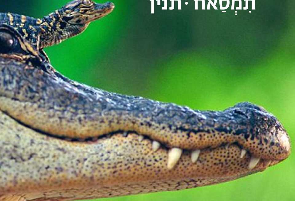 תנין - ערביט