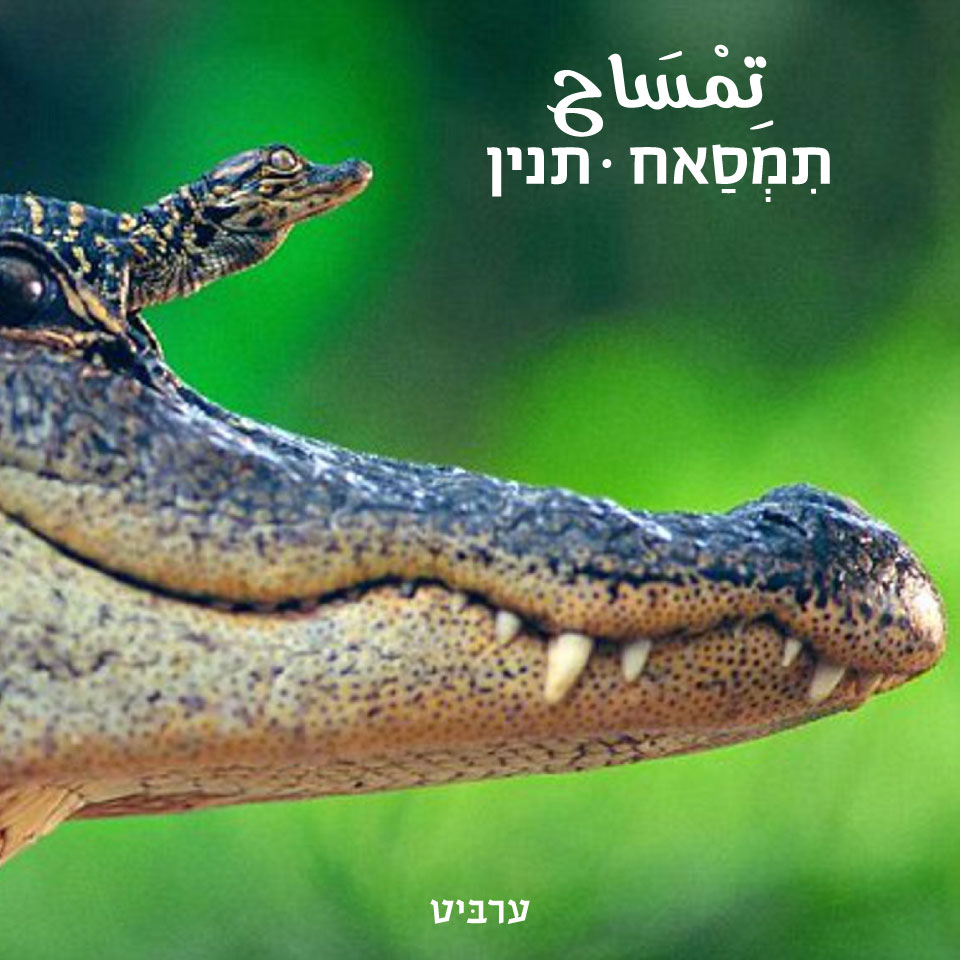 תנין - ערביט