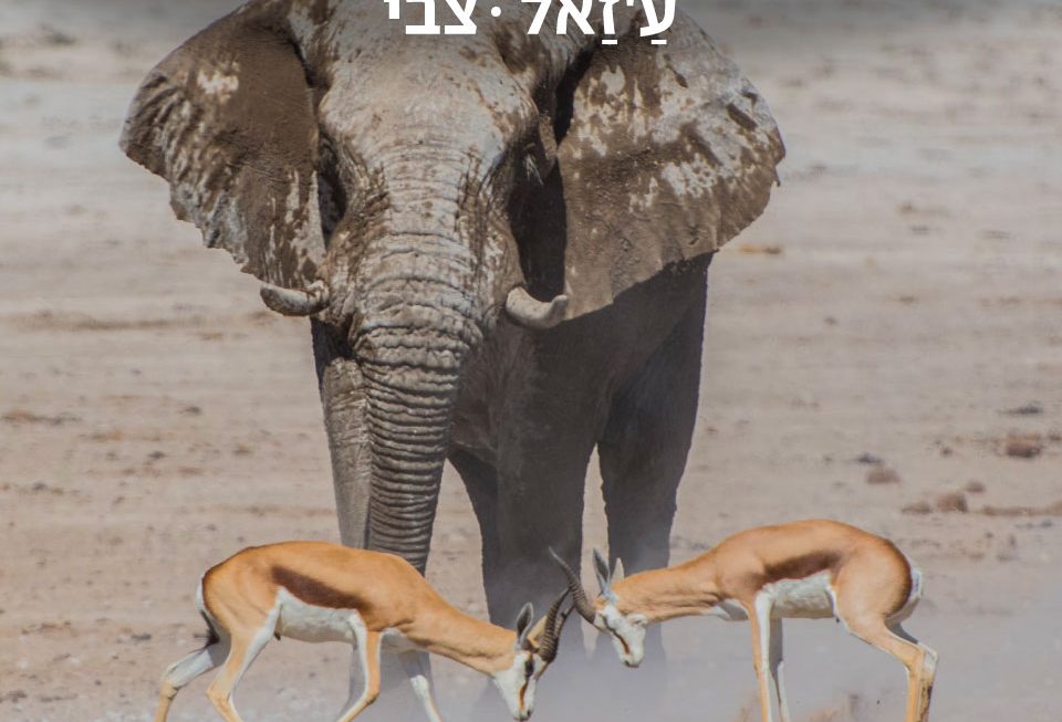 צבי - ערביט