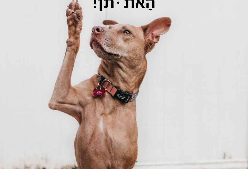 תן! - ערביט