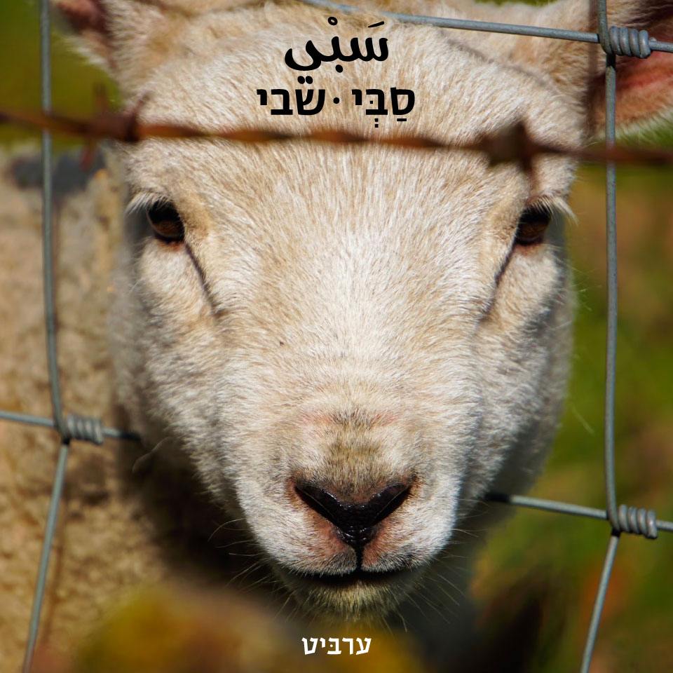 שבי - ערביט