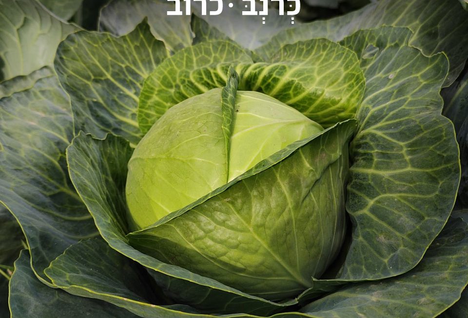 כרוב