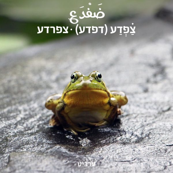 צפרדע