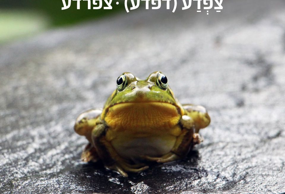 צפרדע