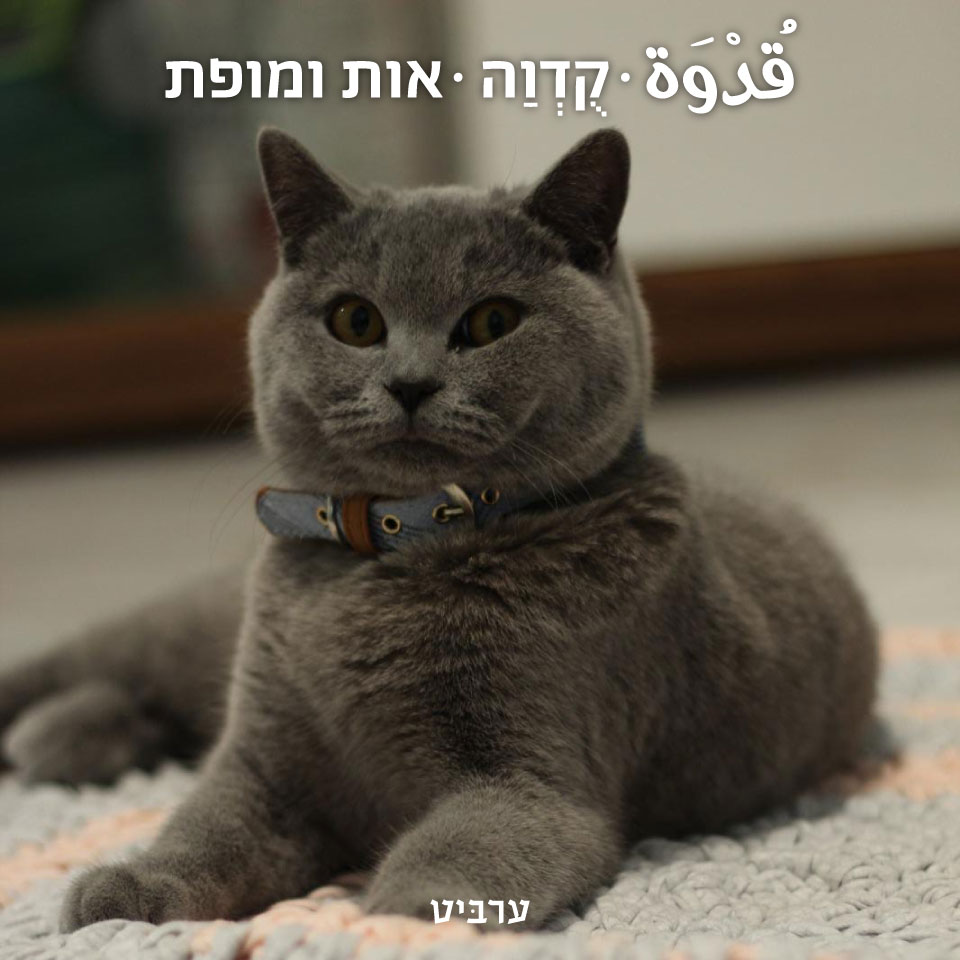 אות ומופת