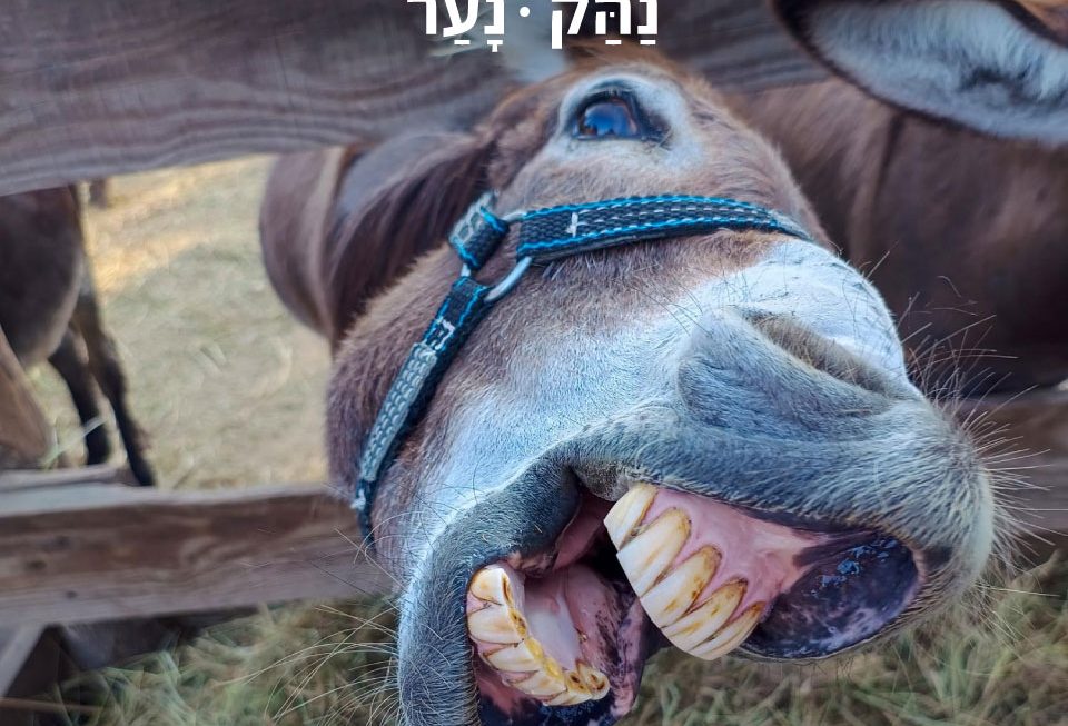 נער