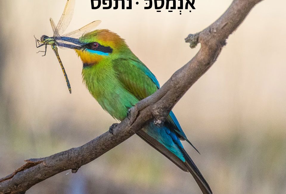 נתפס