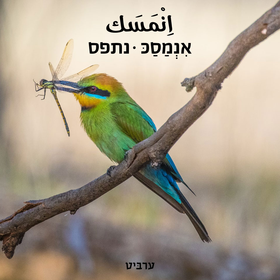 נתפס