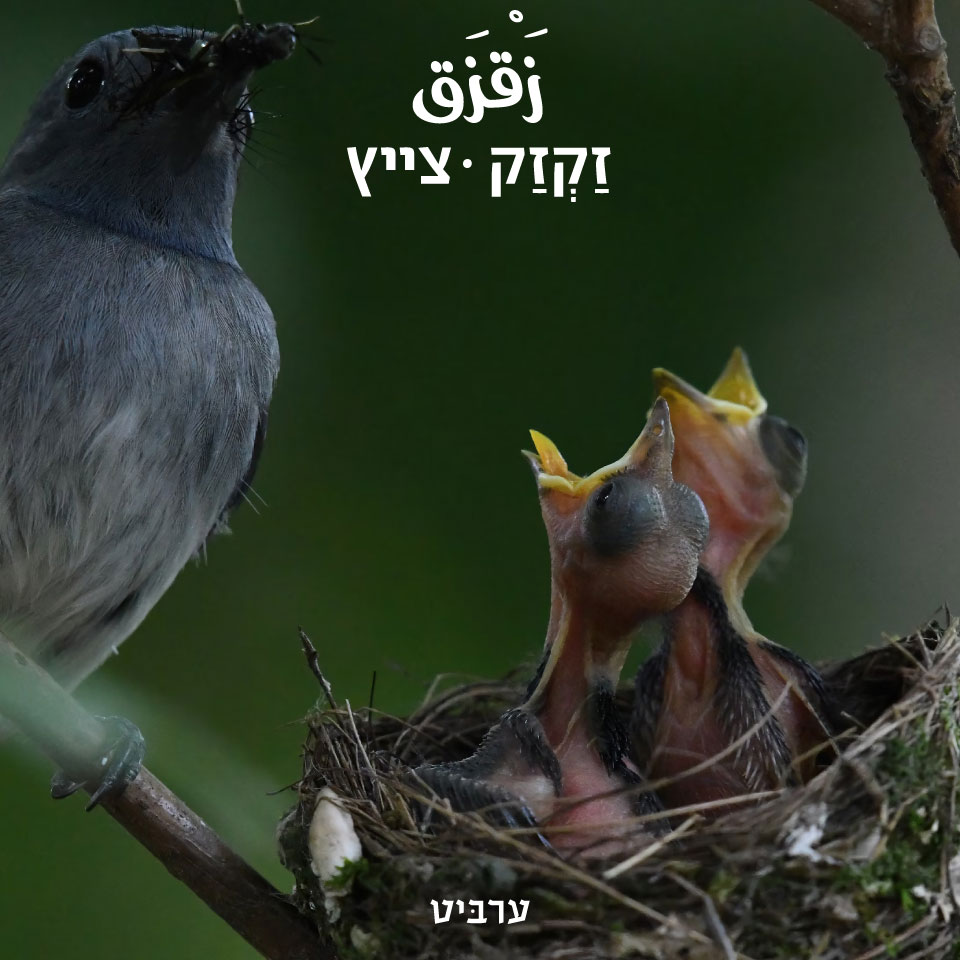 צייץ