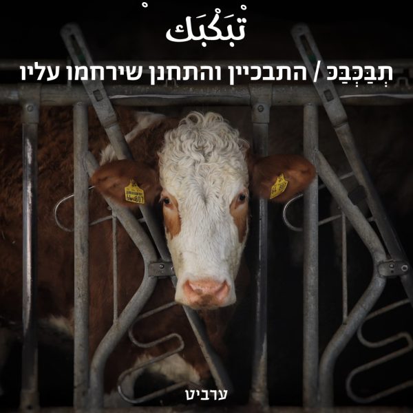 התבכיין והתחנן שירחמו עליו