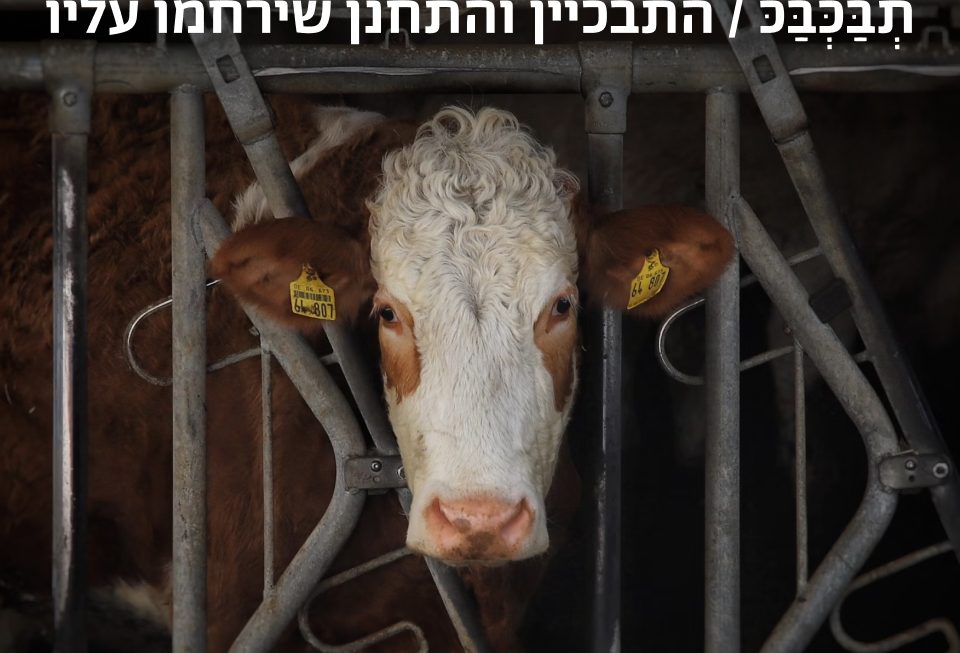 התבכיין והתחנן שירחמו עליו