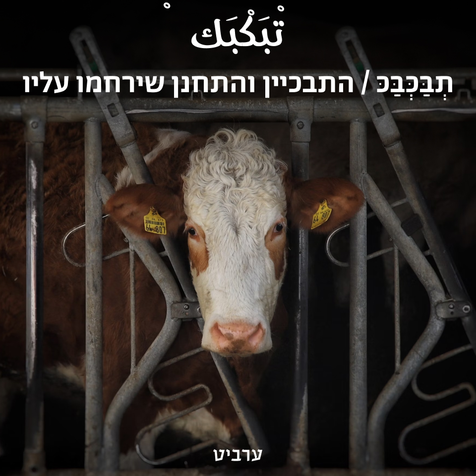 התבכיין והתחנן שירחמו עליו