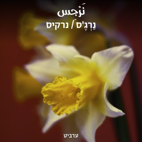 נרקיס