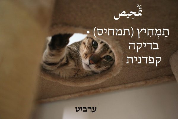 בדיקה קפדנית
