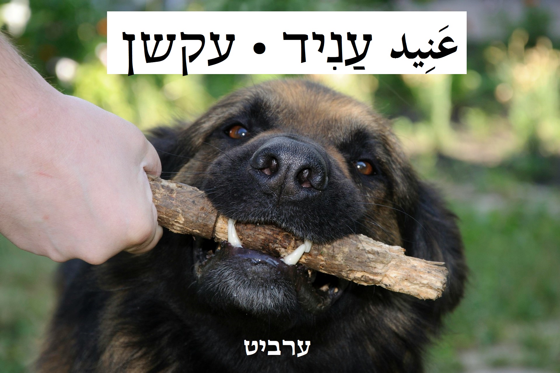 עקשן