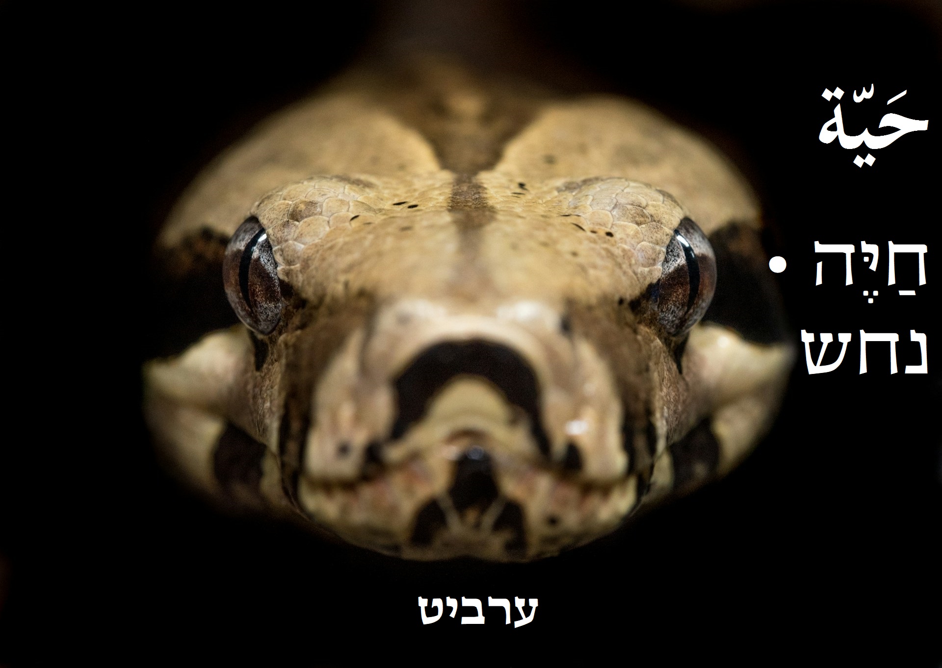 נחש