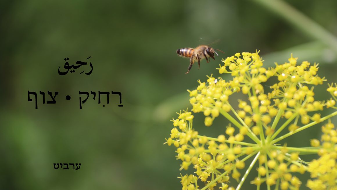 צוף