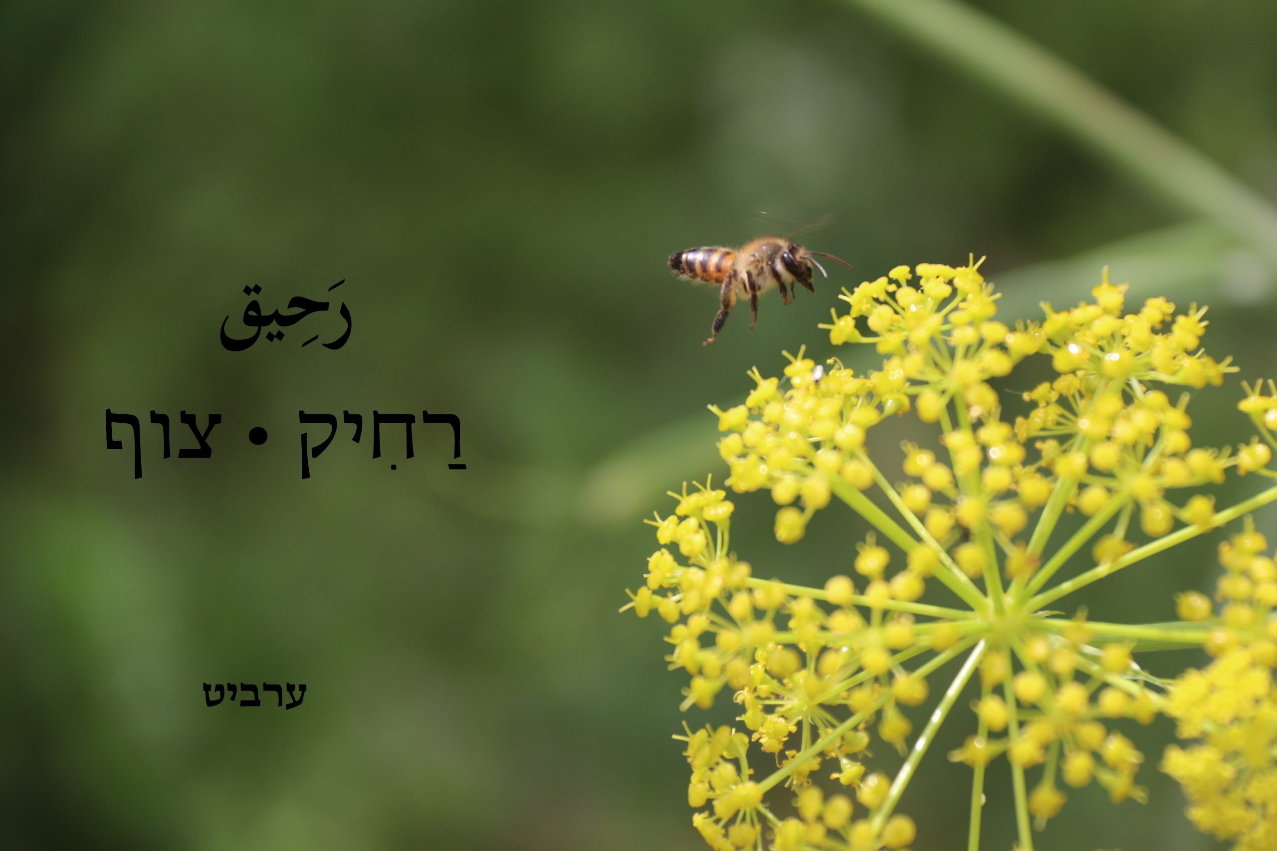 צוף