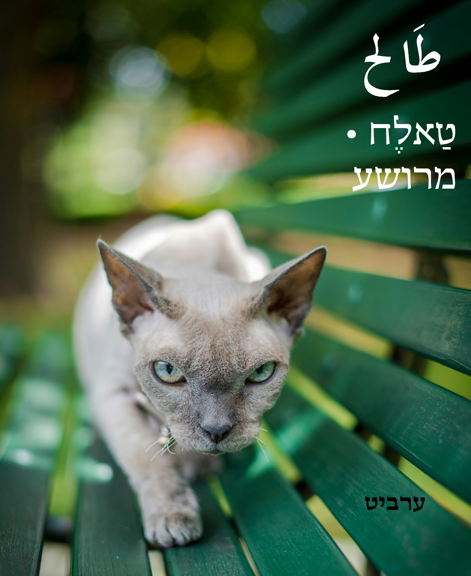 מרושע