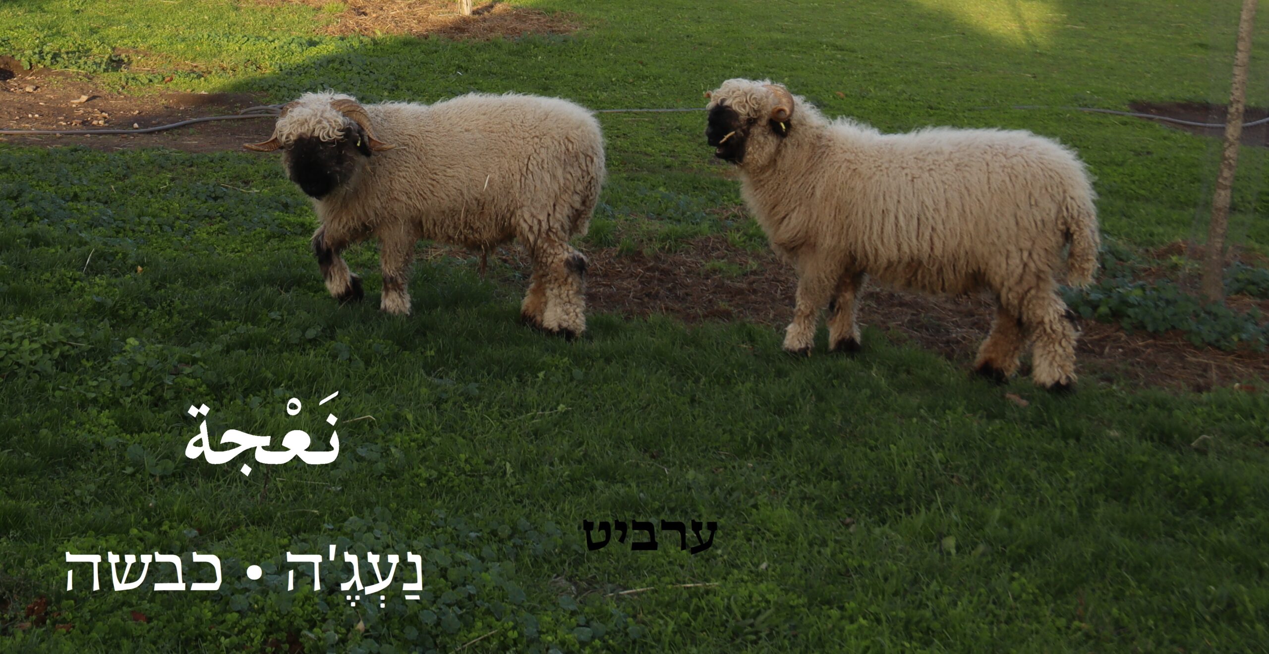 כבשה