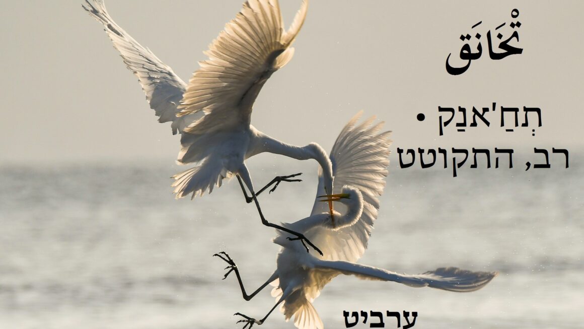 רב, התקוטט