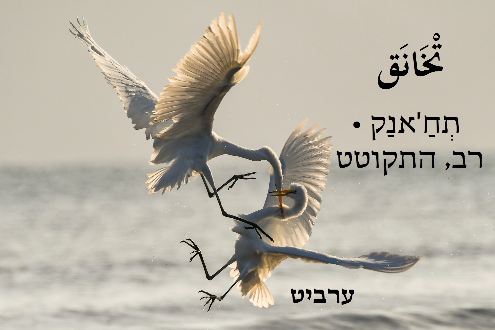 רב, התקוטט