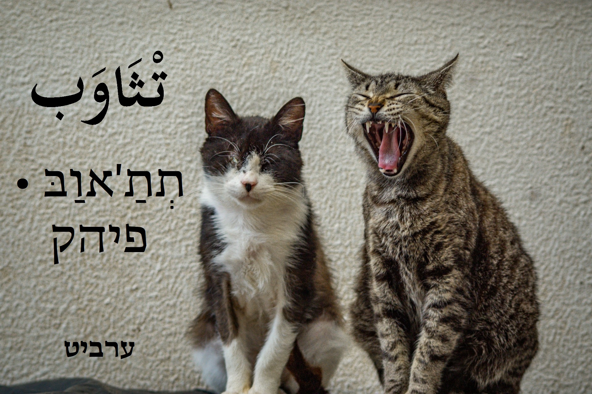פיהק