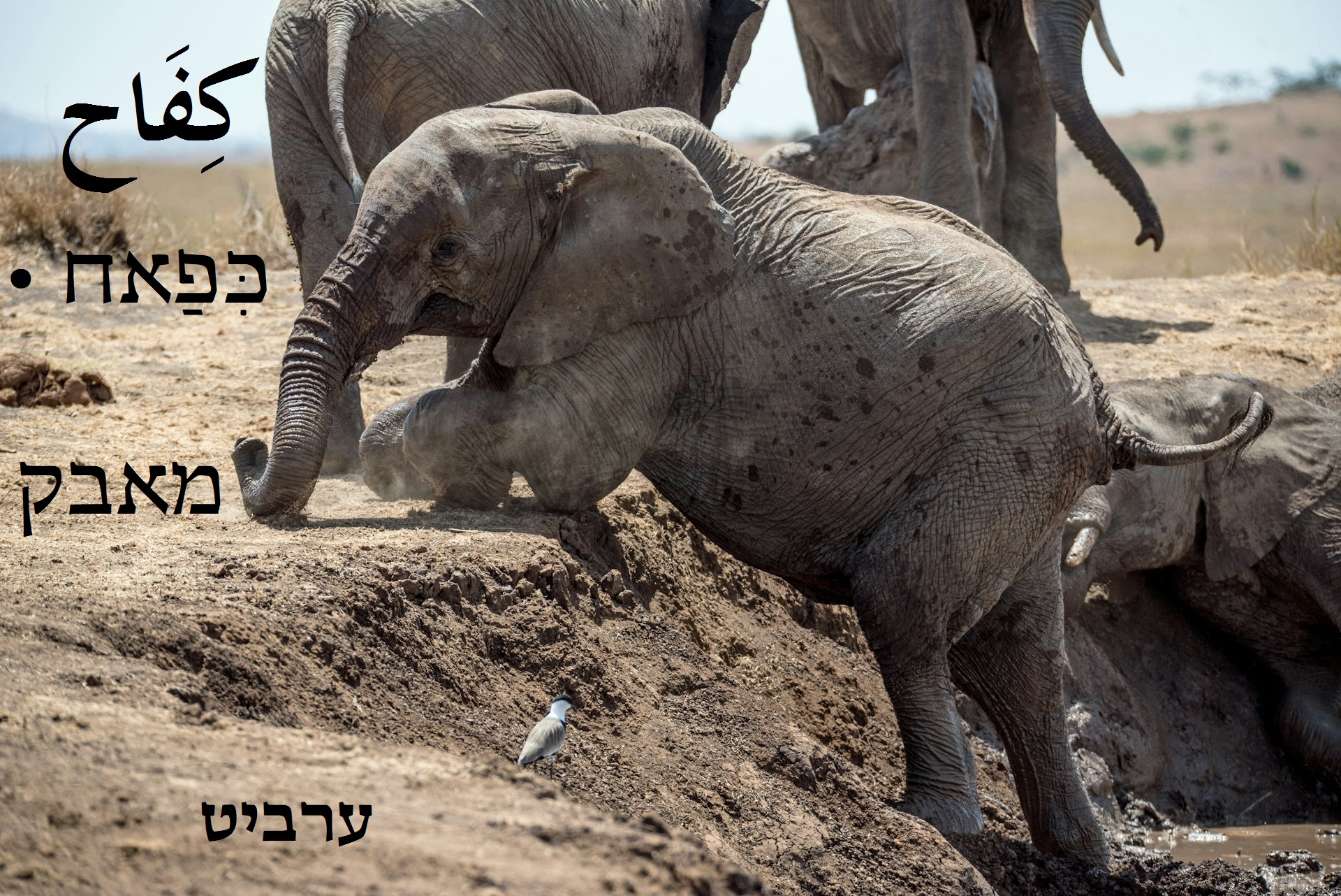 מאבק