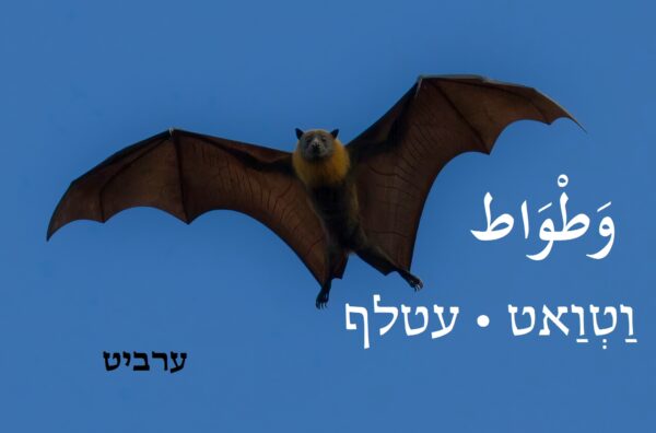 עטלף
