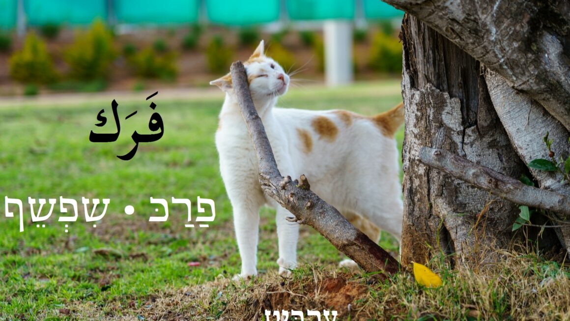 שפשף