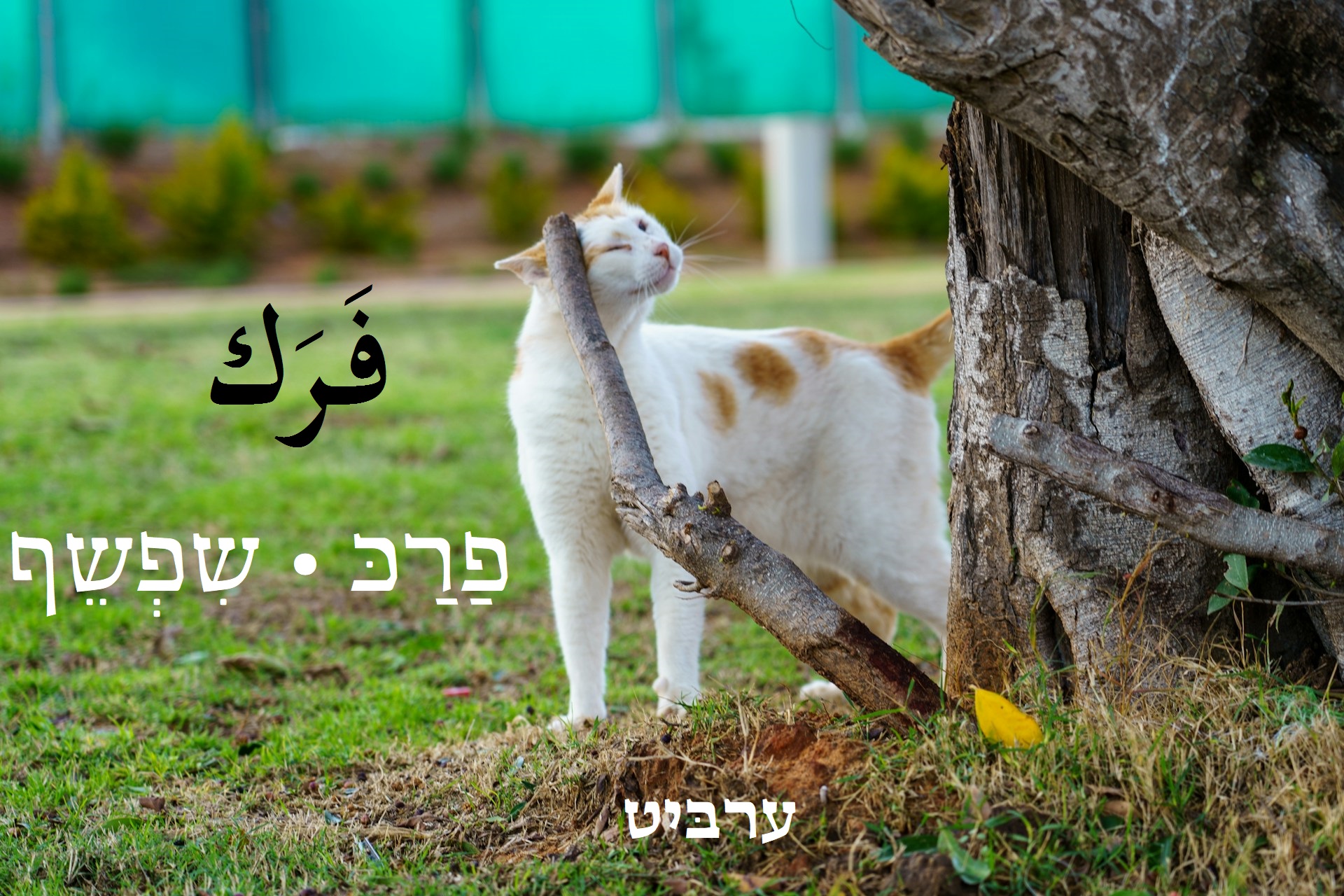 שפשף