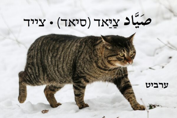 צייד
