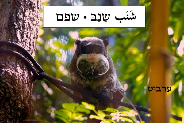 שפם