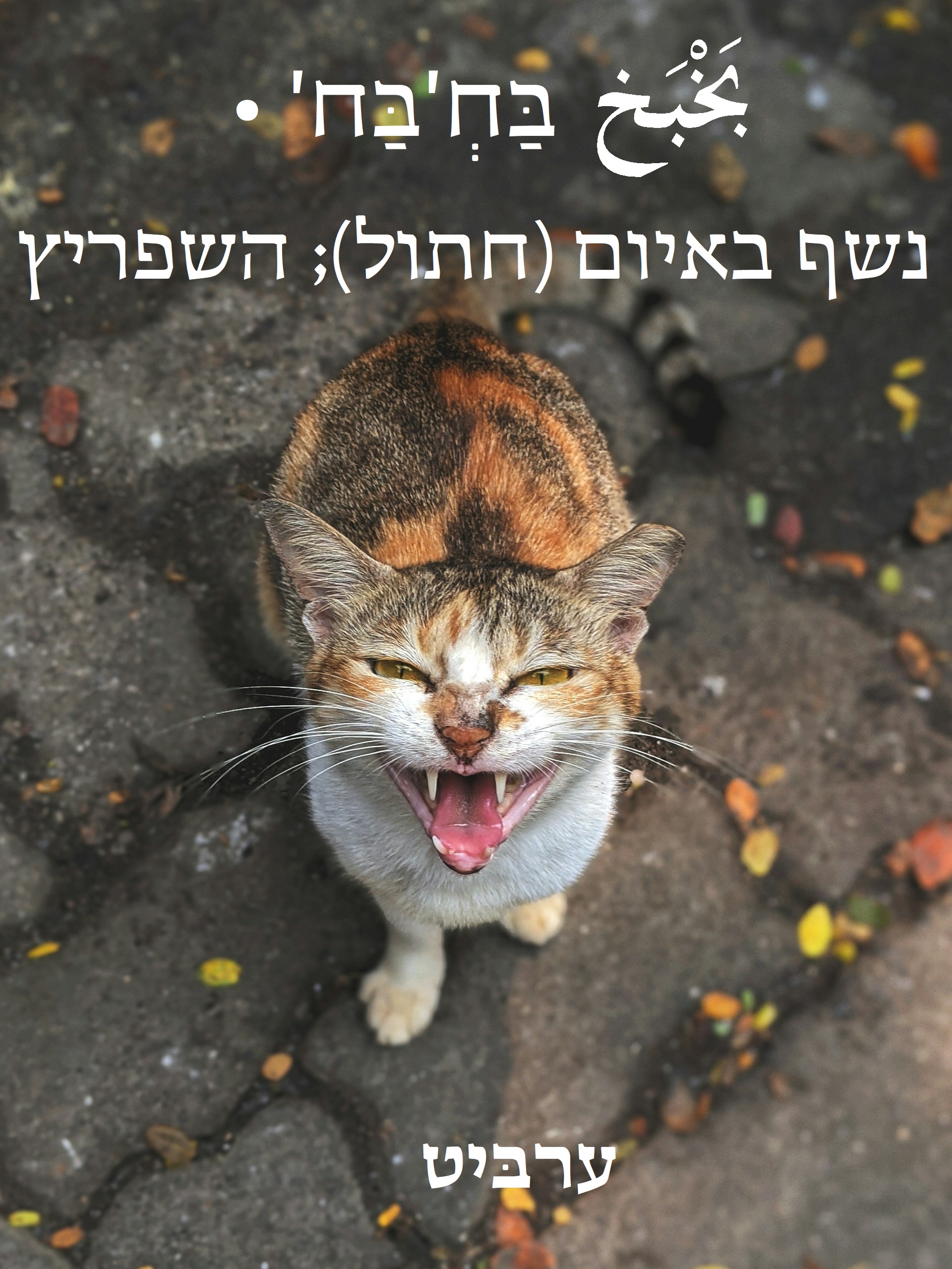 נשף באיום; השפריץ