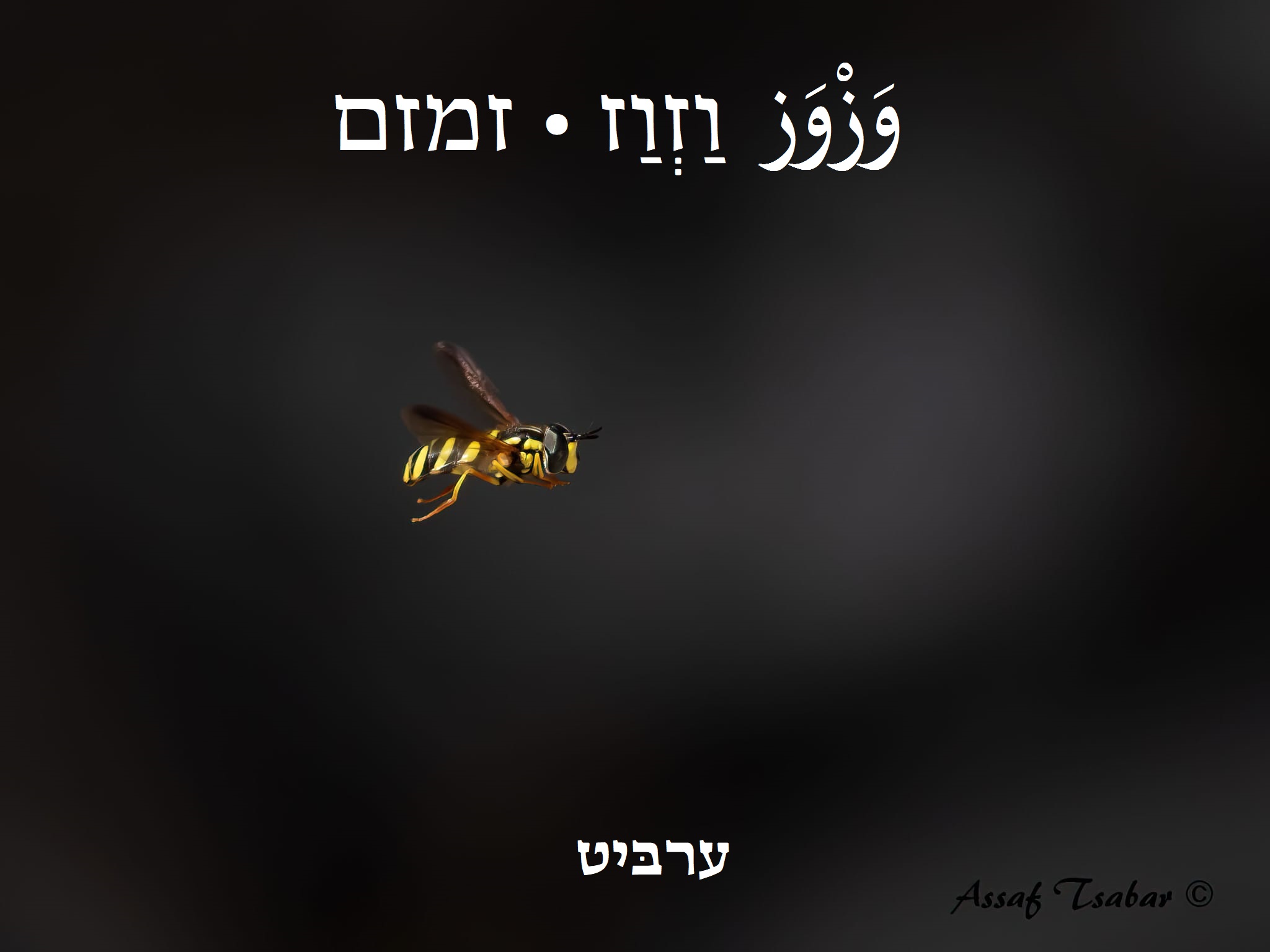 זמזם