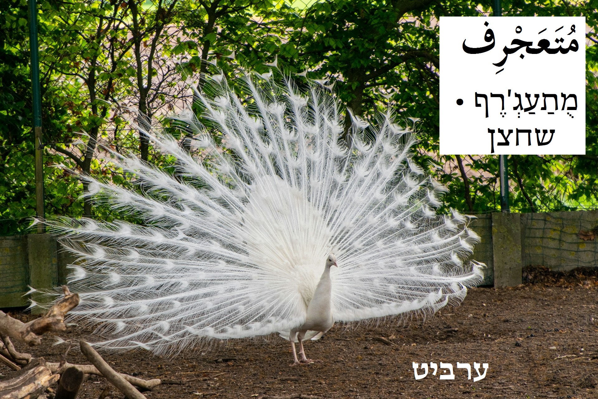 שחצן