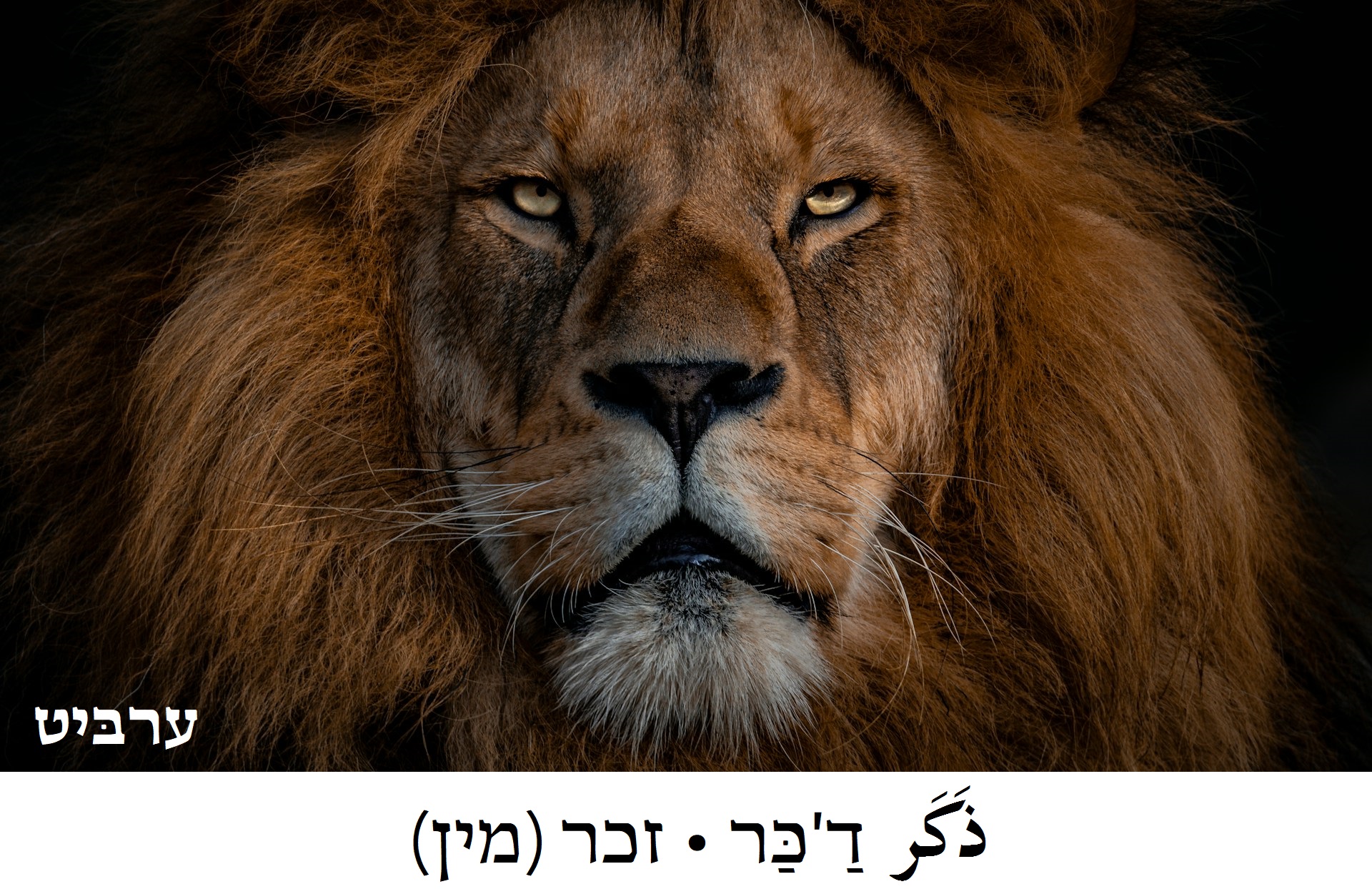 זכר